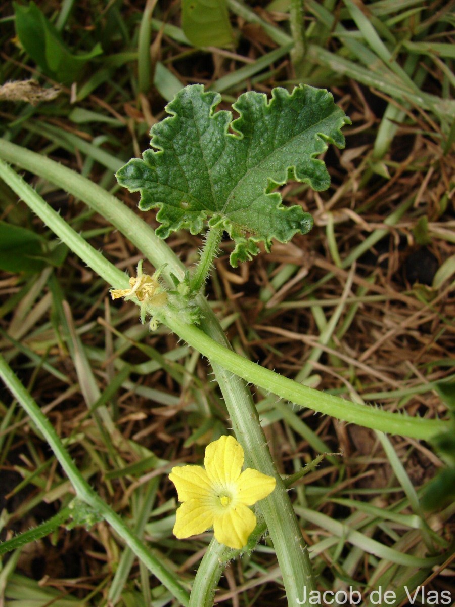 Cucumis melo L.